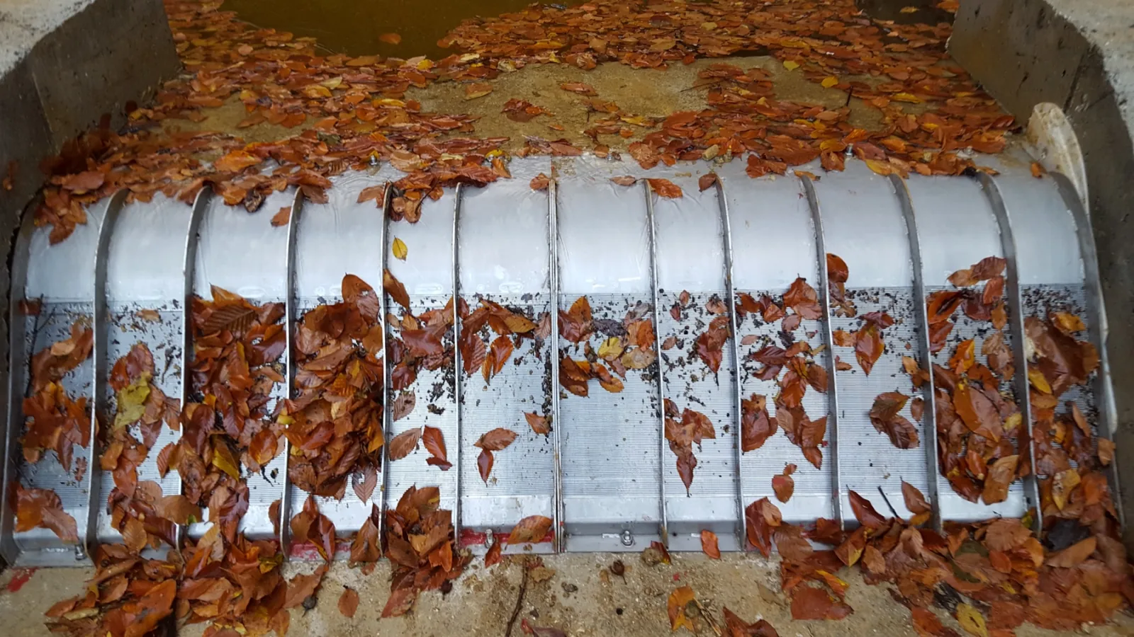 Coanda intake screen covered with autumn leaves while water keeps flowing through